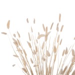 ΔΙΑΚΟΣΜΗΤΙΚΟ ΜΠΟΥΚΕΤΟ ΑΠΟΞΗΡΑΜΕΝΟ HM7959 RABBIT TAIL- CREAM 50gr 76Υεκ. ΔΙΑΚΟΣΜΗΤΙΚΟ ΜΠΟΥΚΕΤΟ ΑΠΟΞΗΡΑΜΕΝΟ HM7959 RABBIT TAIL- CREAM 50gr 76Υεκ.