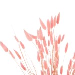 ΔΙΑΚΟΣΜΗΤΙΚΟ ΜΠΟΥΚΕΤΟ ΑΠΟΞΗΡΑΜΕΝΟ HM7960 RABBIT TAIL-PINK 75Υεκ. ΔΙΑΚΟΣΜΗΤΙΚΟ ΜΠΟΥΚΕΤΟ ΑΠΟΞΗΡΑΜΕΝΟ HM7960 RABBIT TAIL-PINK 75Υεκ.