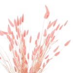 ΔΙΑΚΟΣΜΗΤΙΚΟ ΜΠΟΥΚΕΤΟ ΑΠΟΞΗΡΑΜΕΝΟ HM7960 RABBIT TAIL-PINK 75Υεκ. ΔΙΑΚΟΣΜΗΤΙΚΟ ΜΠΟΥΚΕΤΟ ΑΠΟΞΗΡΑΜΕΝΟ HM7960 RABBIT TAIL-PINK 75Υεκ.