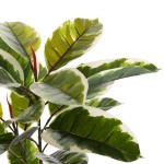ΔΙΑΚΟΣΜΗΤΙΚΟ ΣΥΝΘΕΤΙΚΟ ΦΥΤΟ HM7972 OAK LEAF ΣΕ ΓΛΑΣΤΡΑ 85Υεκ. ΔΙΑΚΟΣΜΗΤΙΚΟ ΣΥΝΘΕΤΙΚΟ ΦΥΤΟ HM7972 OAK LEAF ΣΕ ΓΛΑΣΤΡΑ 85Υεκ.