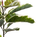 ΔΙΑΚΟΣΜΗΤΙΚΟ ΣΥΝΘΕΤΙΚΟ ΦΥΤΟ HM7972 OAK LEAF ΣΕ ΓΛΑΣΤΡΑ 85Υεκ. ΔΙΑΚΟΣΜΗΤΙΚΟ ΣΥΝΘΕΤΙΚΟ ΦΥΤΟ HM7972 OAK LEAF ΣΕ ΓΛΑΣΤΡΑ 85Υεκ.