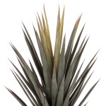 ΔΙΑΚΟΣΜΗΤΙΚΟ ΣΥΝΘΕΤΙΚΟ ΦΥΤΟ HM7987 SISAL AGAVE ΣΕ ΓΛΑΣΤΡΑ 120Υεκ. ΔΙΑΚΟΣΜΗΤΙΚΟ ΣΥΝΘΕΤΙΚΟ ΦΥΤΟ HM7987 SISAL AGAVE ΣΕ ΓΛΑΣΤΡΑ 120Υεκ.
