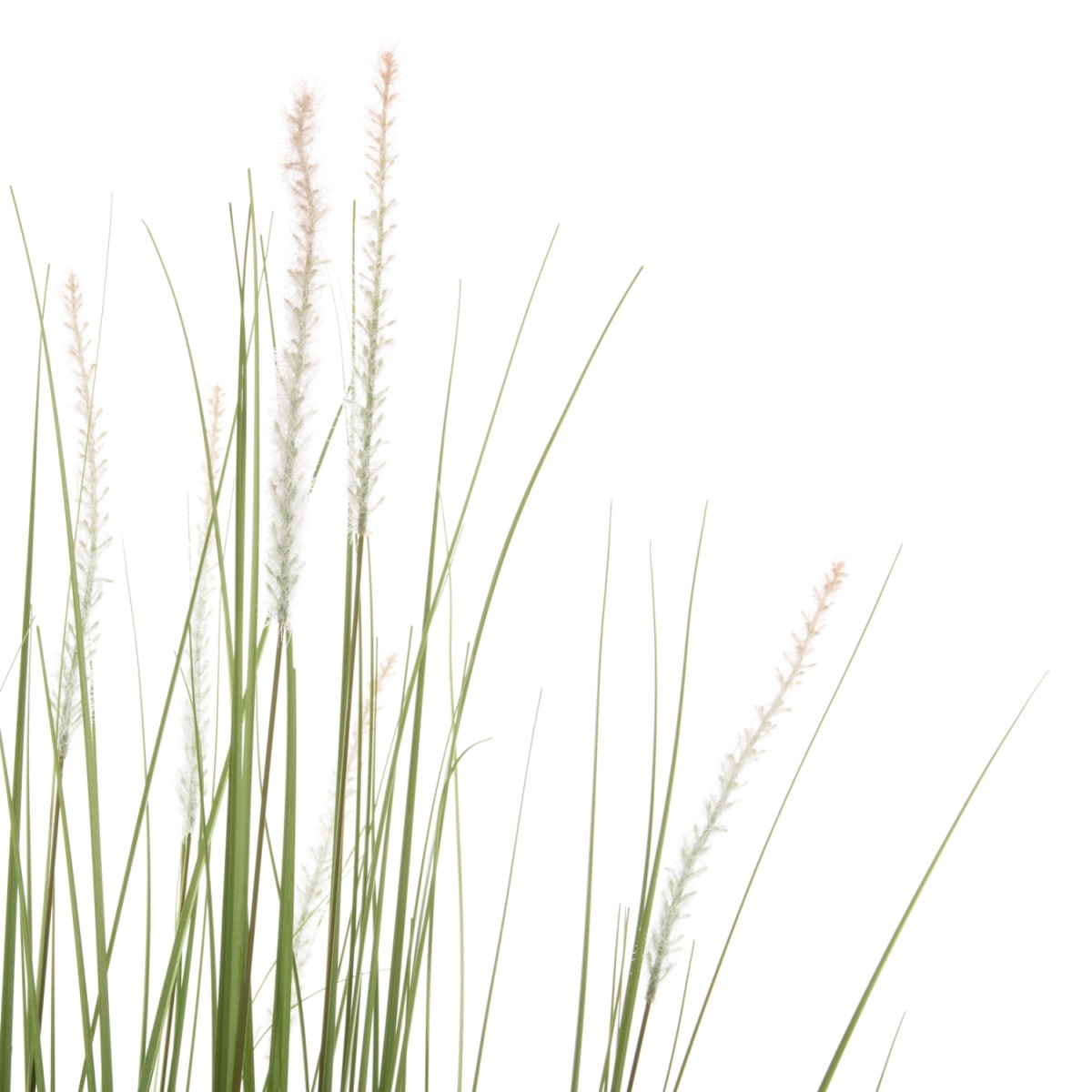 ΔΙΑΚΟΣΜΗΤΙΚΟ ΣΥΝΘΕΤΙΚΟ ΦΥΤΟ HM4017 BRISTLEGRASS ΣΕ ΓΛΑΣΤΡΑ 173Υεκ. ΔΙΑΚΟΣΜΗΤΙΚΟ ΣΥΝΘΕΤΙΚΟ ΦΥΤΟ HM4017 BRISTLEGRASS ΣΕ ΓΛΑΣΤΡΑ 173Υεκ.