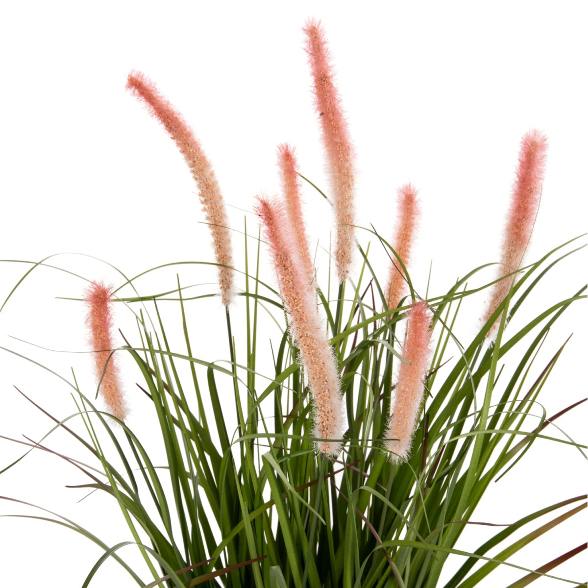 ΔΙΑΚΟΣΜΗΤΙΚΟ ΣΥΝΘΕΤΙΚΟ ΦΥΤΟ HM4029 BRISTLEGRASS ΣΕ ΓΛΑΣΤΡΑ Φ14,5x13-62Yεκ. ΔΙΑΚΟΣΜΗΤΙΚΟ ΣΥΝΘΕΤΙΚΟ ΦΥΤΟ HM4029 BRISTLEGRASS ΣΕ ΓΛΑΣΤΡΑ Φ14,5x13-62Yεκ.
