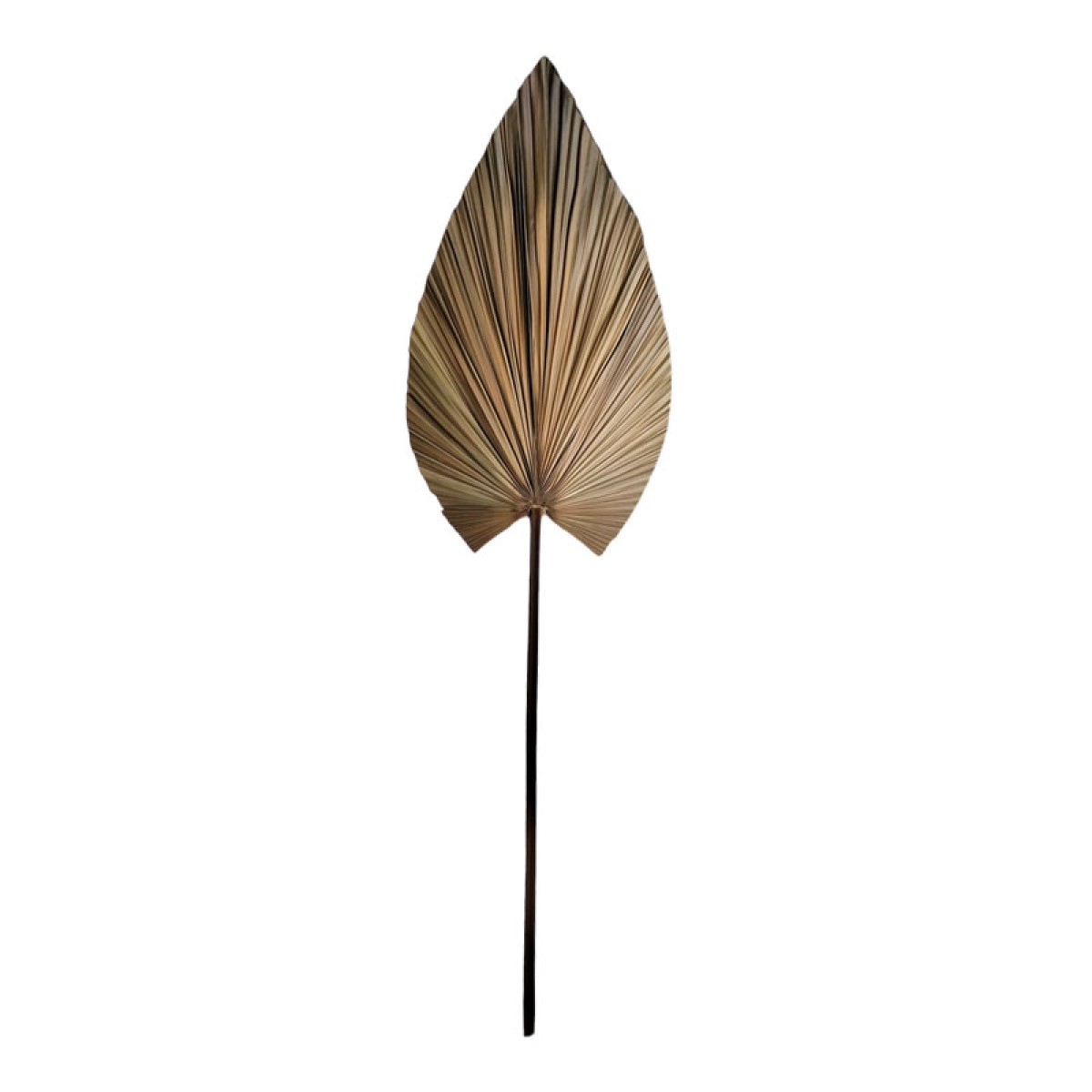 Διακοσμητικό φύλλο Leafen pakoworld φυσικό palm leaf 150 εκ Διακοσμητικό φύλλο Leafen pakoworld φυσικό palm leaf 150 εκ