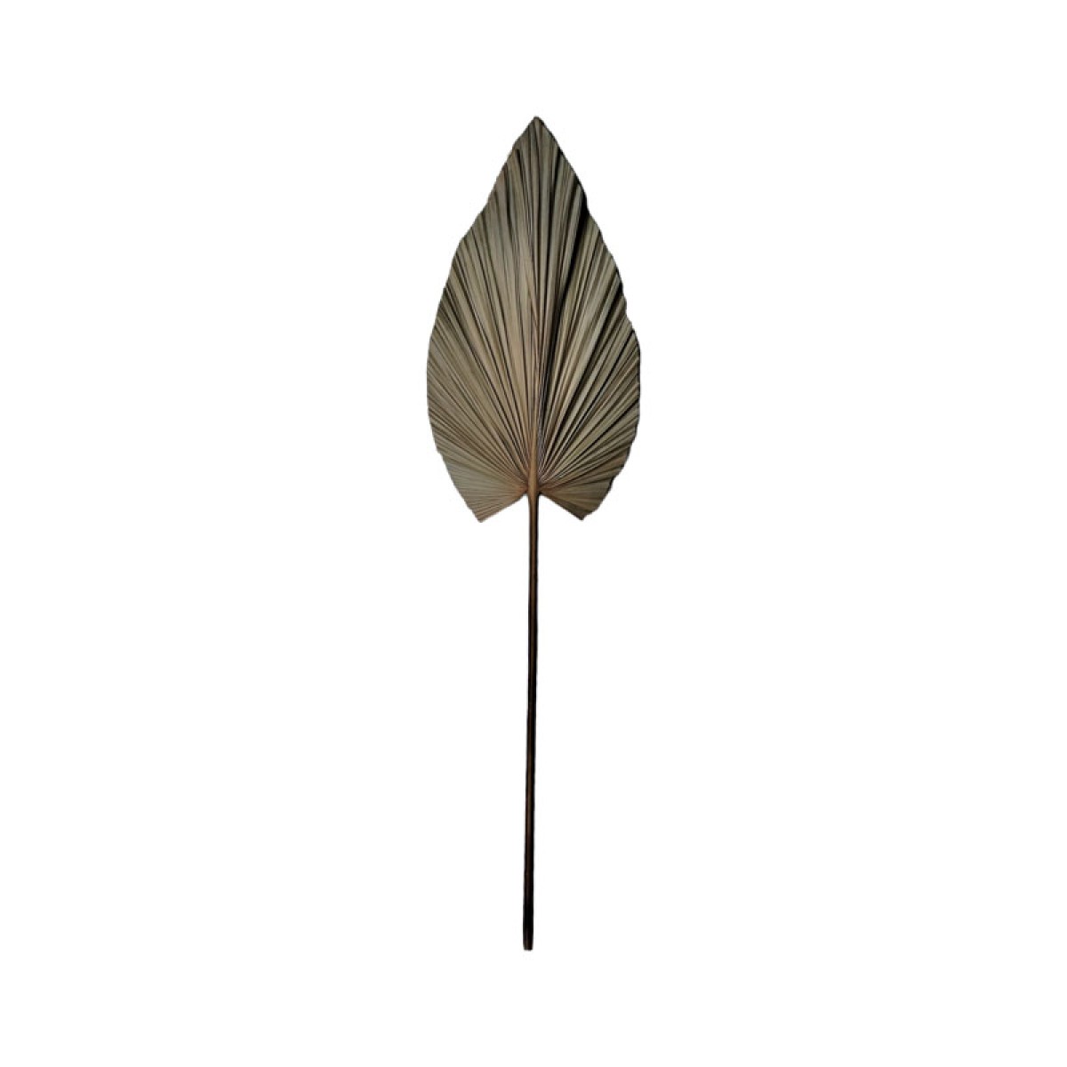 Διακοσμητικό φύλλο Leafen I Inart φυσικό palm leaf 130εκ Διακοσμητικό φύλλο Leafen I Inart φυσικό palm leaf 130εκ