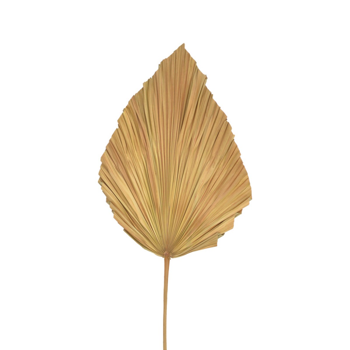 Διακοσμητικό φύλλο Walsy Inart palm leaf σε φυσική απόχρωση Υ135 εκ Διακοσμητικό φύλλο Walsy Inart palm leaf σε φυσική απόχρωση Υ135 εκ