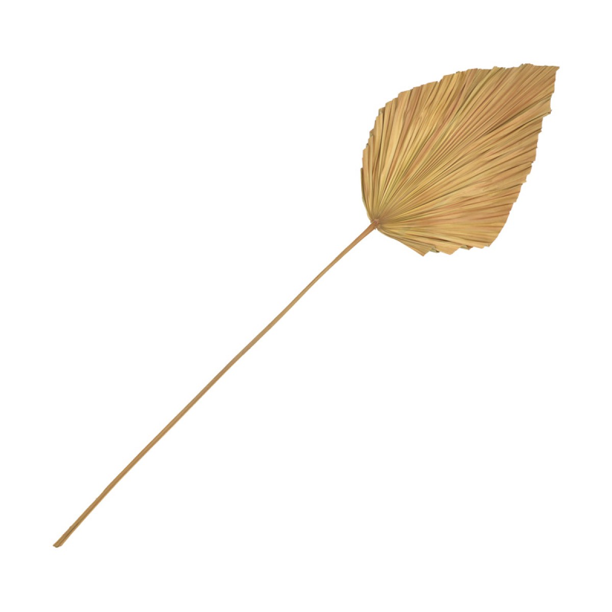 Διακοσμητικό φύλλο Walsy Inart palm leaf σε φυσική απόχρωση Υ135 εκ Διακοσμητικό φύλλο Walsy Inart palm leaf σε φυσική απόχρωση Υ135 εκ