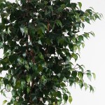 Διακοσμητικό φυτό σε γλάστρα Banyan Inart πράσινο Φ95x180εκ